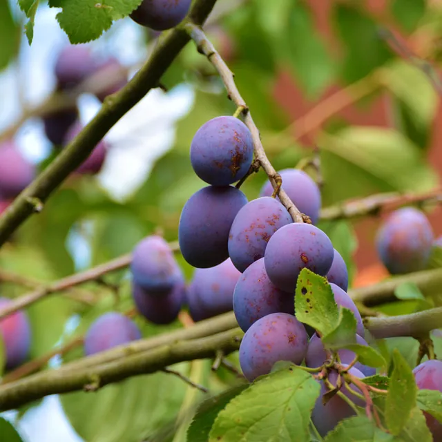 Fröhlich – Garten.Landschaft.Service Unsere Leistungen • Obstbaumpflege • Gartenpflege von Privatanlagen und Gewerbeflächen • Gartenplanung und Begleitung • Hecken-, Strauch- und Baumpflege/schnitt • Pflanzarbeiten, Anlage von (Stauden)beeten, Wiesen, Rasen... • Baumfällungen