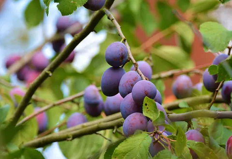 Obstbaumpflege - Fröhlich – Garten.Landschaft.Service