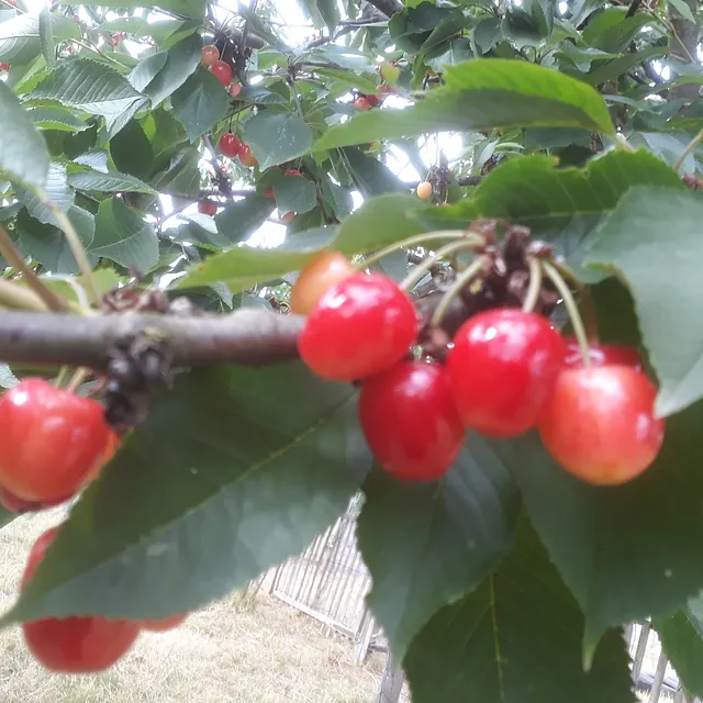 Fröhlich – Garten.Landschaft.Service Unsere Leistungen • Obstbaumpflege • Gartenpflege von Privatanlagen und Gewerbeflächen • Gartenplanung und Begleitung • Hecken-, Strauch- und Baumpflege/schnitt • Pflanzarbeiten, Anlage von (Stauden)beeten, Wiesen, Rasen... • Baumfällungen