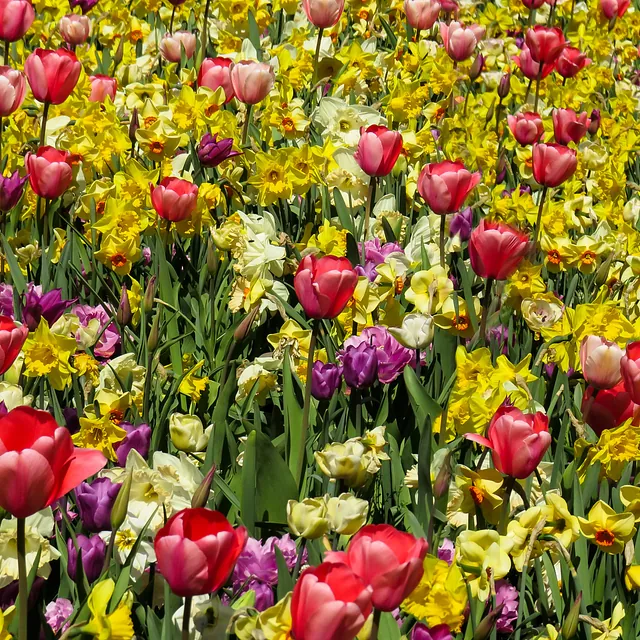 Fröhlich – Garten.Landschaft.Service Unsere Leistungen • Obstbaumpflege • Gartenpflege von Privatanlagen und Gewerbeflächen • Gartenplanung und Begleitung • Hecken-, Strauch- und Baumpflege/schnitt • Pflanzarbeiten, Anlage von (Stauden)beeten, Wiesen, Rasen... • Baumfällungen