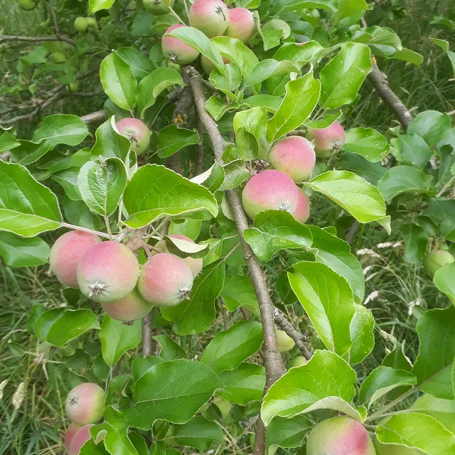 Fröhlich – Garten.Landschaft.Service Unsere Leistungen • Obstbaumpflege • Gartenpflege von Privatanlagen und Gewerbeflächen • Gartenplanung und Begleitung • Hecken-, Strauch- und Baumpflege/schnitt • Pflanzarbeiten, Anlage von (Stauden)beeten, Wiesen, Rasen... • Baumfällungen